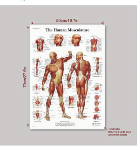 The muscular system